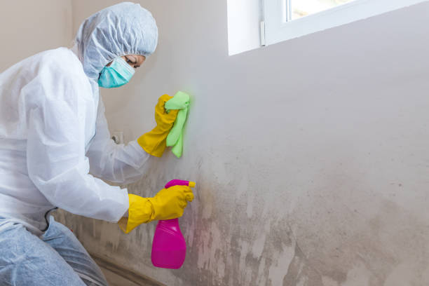 Best Residential Mold Inspection & Testing  in USA